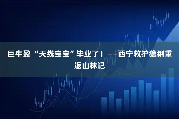 巨牛盈 “天线宝宝”毕业了！——西宁救护猞猁重返山林记